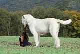 IRISH WOLFHOUND & BASSET HOUND 052
